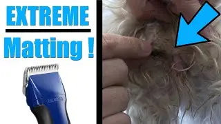 Matted Dog Grooming | Pet Sanitary Clip Tips !