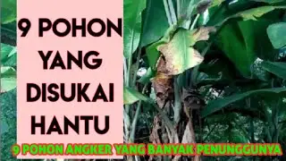9 Pohon yang disukai Hantu indonesia