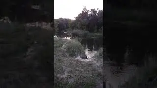 Звуки дикой природы. Река Оскол