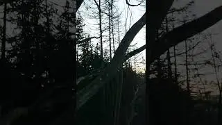 Cinewhooping in the trees with the o3 axis flying cineon z20