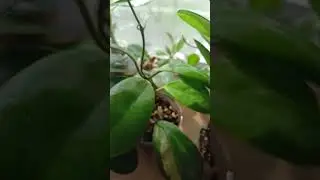 Хойи.моя коллекция.#юмор #приколы #plants #комнатныерастения #моирастения