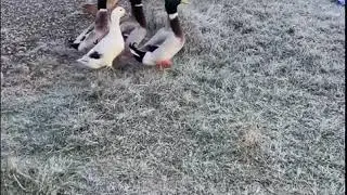 Ducks flapping and skating on ice