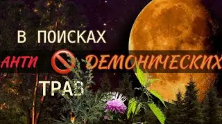 Топ 5 трав от нечисти и зла  