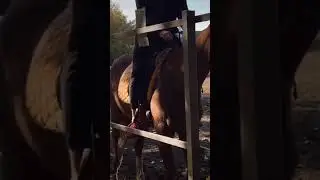 Верховая езда конный спорт