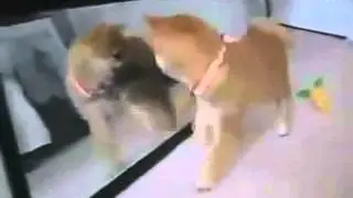 Щенок и зеркало!!!Это интересно