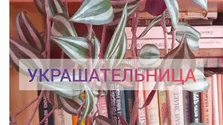 ЗЕБРИНА. Нестандартная расцветка, за которую она и получила свое название