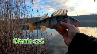 Grube okonie z jeziora w marcu cz.2