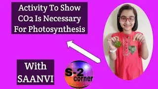 Photosynthesis Activity|CO2 For Photosynthesis|SciencActivity|KidsActivity|S2 Corner Side