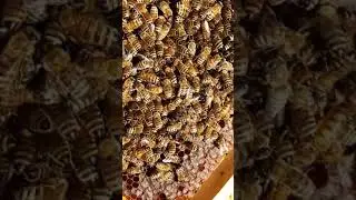 Две матки Бакфаст на одной рамке.