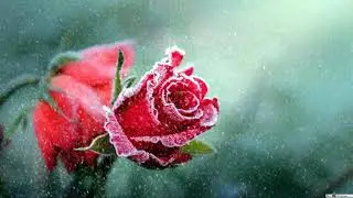 La Vie En Rose (Cover by Daniela Andrade)