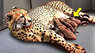 Cheetah Gets 5 Cubs, But THEN The Stuff Screams When THAT Happens!