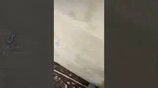 Feeding my fish