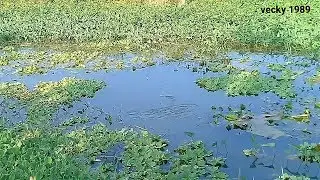 mancing nila : goyangan kimpul