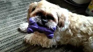 Fonzie (Cairn Terrier) vs Odie (Shih-Tzu)