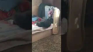 #кошечка