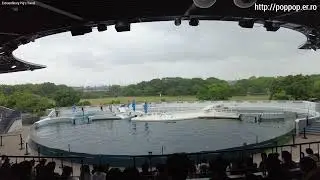 Dolphin Show,Kyoto Aquarium-Kyoto,Japan