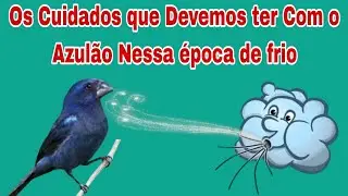 Quais Doenças Respiratórias que Mais Afeta no Azulão Tomando Correntes de Ar Gelado / Cuidado