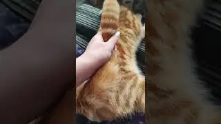 Утренние нежности для Симбуши-любимуши🥰
