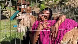 Happy 2nd Birthday Goats!