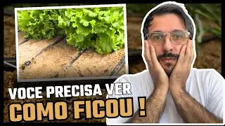 Primeira colheita da Hidroponia na areia 😃🙏🌱