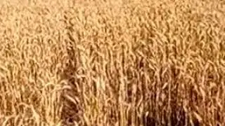 Экспериментальное поле. 25.08.20