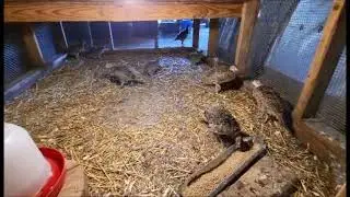 Morning feeding pheasants