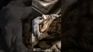 Вся правда о Мусе!