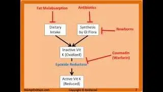 Fat Soluble Vitamin Deficiencies, Hemorrhagic Disease of the Newborn Vitamin D3 K A