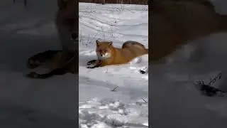 опять на работу