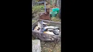 ЗАРИБЛЕННЯ СТАВКА (КОРОП, АМУР, ТОВСТОЛОБ). VIP хатинки на водоймі ПРГ для відпочинку та риболовлі