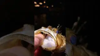Сегодня вечер достойных экземпляров🎣👀. Весенняя морская рыбалка на черном море.