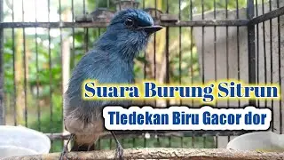 SUARA BURUNG SITRUN / TLEDEKAN BIRU GACOR