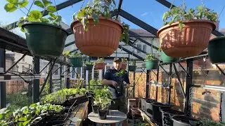My pepper growing production line