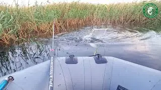 КРУПНЫЙ КАРАСЬ В КАМЫШАХ НА ПЕРЛОВКУ С ЧЕРВЁМ, РЫБАЛКА НА ОЗЕРЕ ТОКТАС С ЛОДКИ! ЛОВИМ В КАЗАХСТАНЕ!