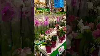 В Бауцентре цветочки на любой вкус 🤪 