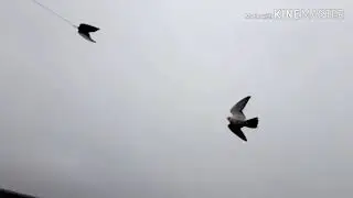 Соколиная охота