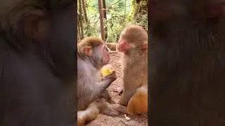 cute monkey #pets #thucung #shorts #monkey