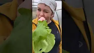 У нас выросла РЕДИСКА!!
