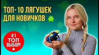 Топ 10 лягушек для начинающих амфибийщиков!