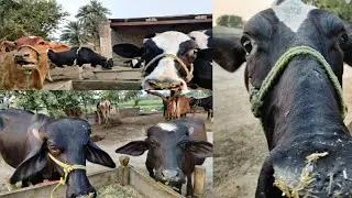Masha Allah beautiful cows 🐄 of Pakistan which give very good milk 🥛
