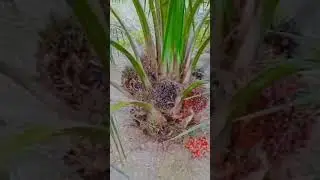 BUAH PENUH