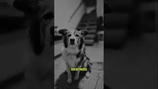 Super dica para você fotografar seu pet dentro de casa🐶