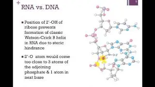 173-RNA vs. DNA; What is a gene?
