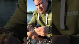 Как правильно насаживать опарыша
