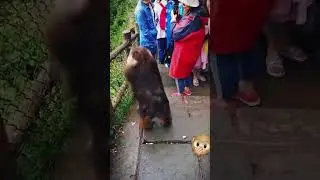 Monkey is like .. 