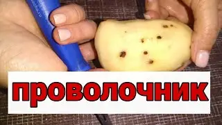 7 Узнаем, как избавиться от проволочника на огороде и получить отличный картофель #проволочник