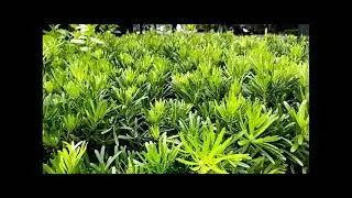 Cinematic smartphone filming