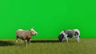 Two cows eating grass animation green screen footage | 4K footages | GreenScreen Vfx