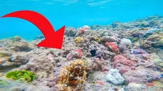 Tako Diving in Hawaii!  -Octopus Hunting