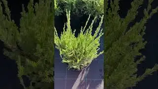 Стриженный, укоренённый можжевельник «Минт Джулеп» 950₽ 